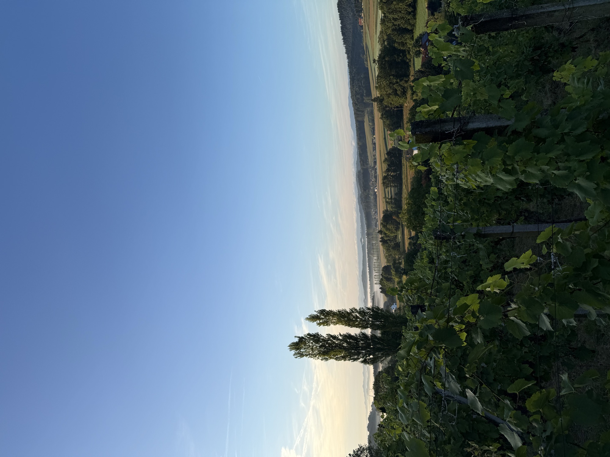 Die Ried Klunkeraberg im Morgenlicht