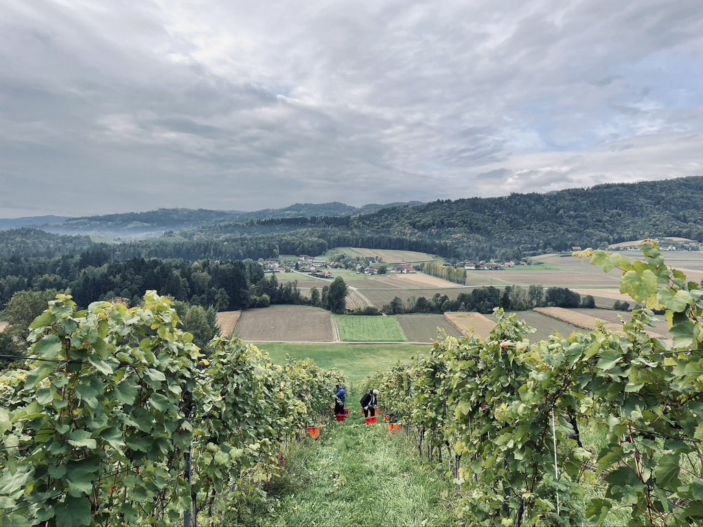 Die Ried Wildbachberg bei der Lese, mit Blick über das Wildbachtal