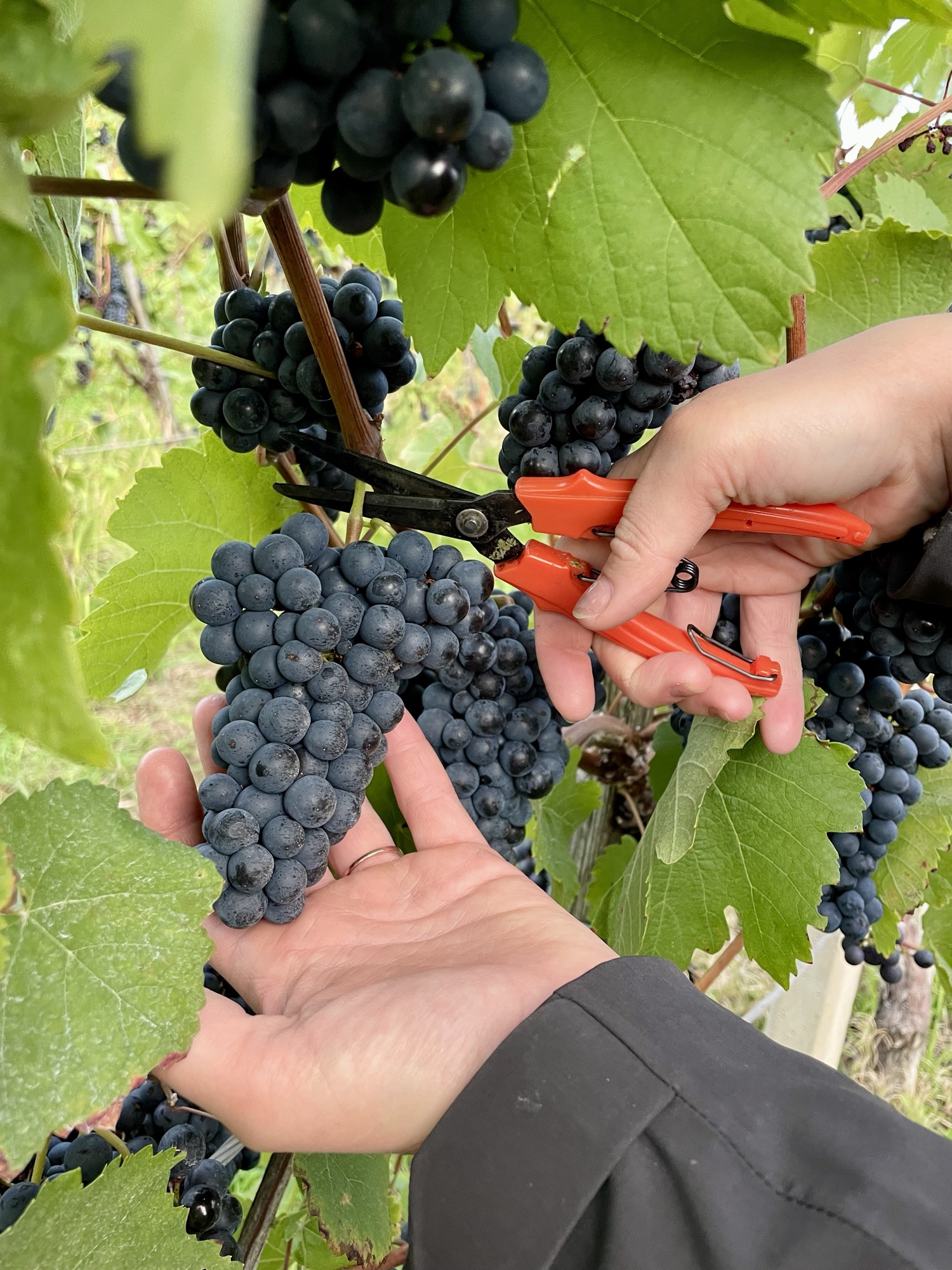 Handlese: Eine Traube Blauer Wildbacher wird mit der Rebschere geschnitten